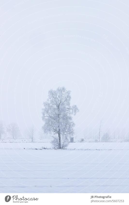 norddeutsche Winterlandschaft Winterstimmung Winterzeit winterlich Baum Schnee diesig Wintertag Schneelandschaft kalt weiß Kälte Schneedecke schneebedeckt Frost