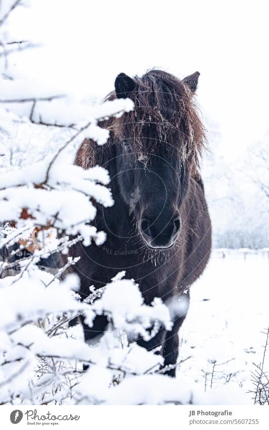 ein Pferd auf der verschneiten Wiese Island Ponys Islandpferd islandpferde Isländer Schnee gebüsch Farbfoto Tier Außenaufnahme Tierporträt Natur Mähne natürlich