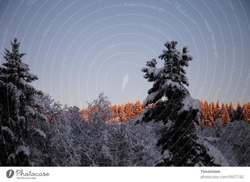 Vorne noch kalt, hinten wärmt schon die Morgensonne Schwarzwald Winter Schnee Natur Landschaft Baum Wald Farbfoto Baumwipfel Sonne Wärme Menschenleer