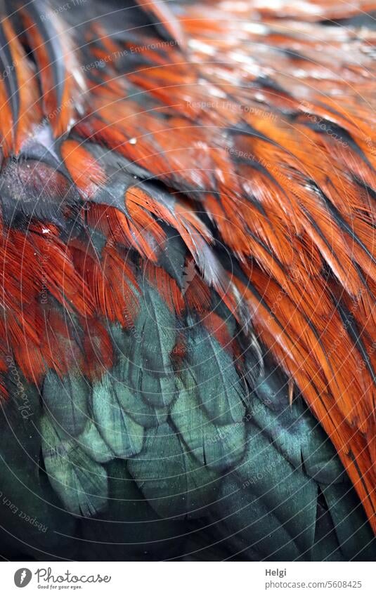 Wärmendes | prächtiges Federkleid Federn Vogel Geflügel Hahn prachtvoll bunt Huhn Tier Natur Außenaufnahme Nutztier Farbfoto Haushuhn Federvieh Tierhaltung