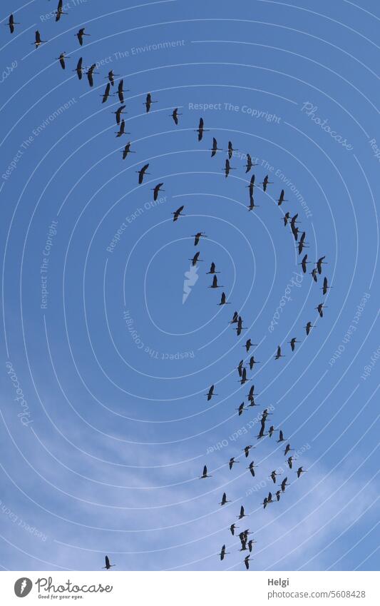 gute Reise ins neue Jahr Vögel Kraniche Schwarm Vogelschwarm Tiergruppe Vogelzug Zugvögel Himmel Wolken viele Silhouette Formationsflug fliegen Freiheit