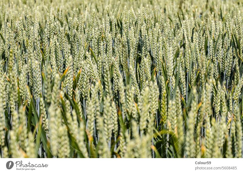 Maisfeld Hintergrund im Freien Hintergründe Land Umwelt Frühling Landwirtschaft Gesundheit Details Saison Müsli Feld Nahaufnahme Pflanze Weizen unreif Bauernhof