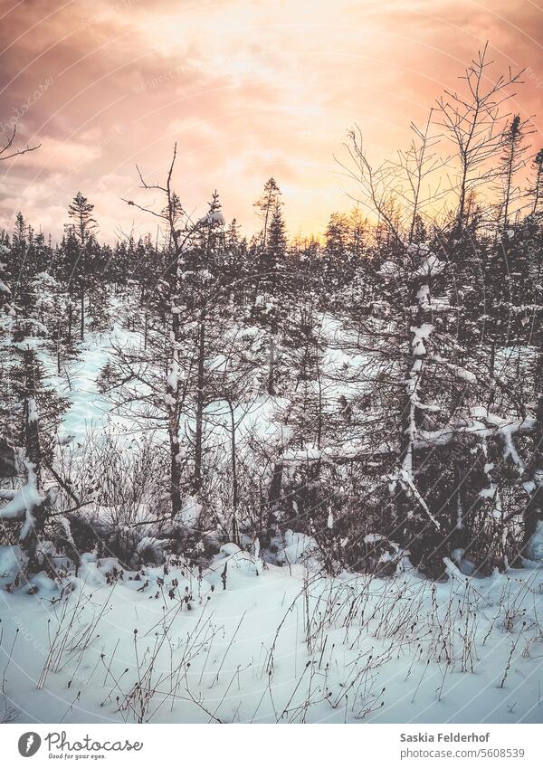 Winterwald bei Sonnenuntergang Bäume Wald Schnee Himmel farbenfroher Hintergrund bunter Himmel Schneefall Schneelandschaft verschneite Winterstimmung Kälte