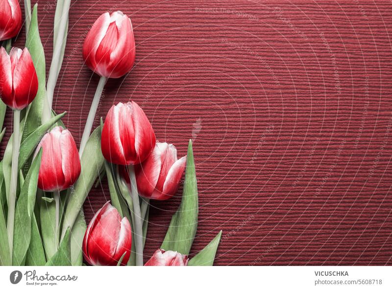 Hübscher Tulpenstrauß auf rotem Hintergrund mit Kopierraum für Gruß, Ansicht von oben hübsch Haufen Textfreiraum Top Rahmen Borte flache Verlegung Draufsicht