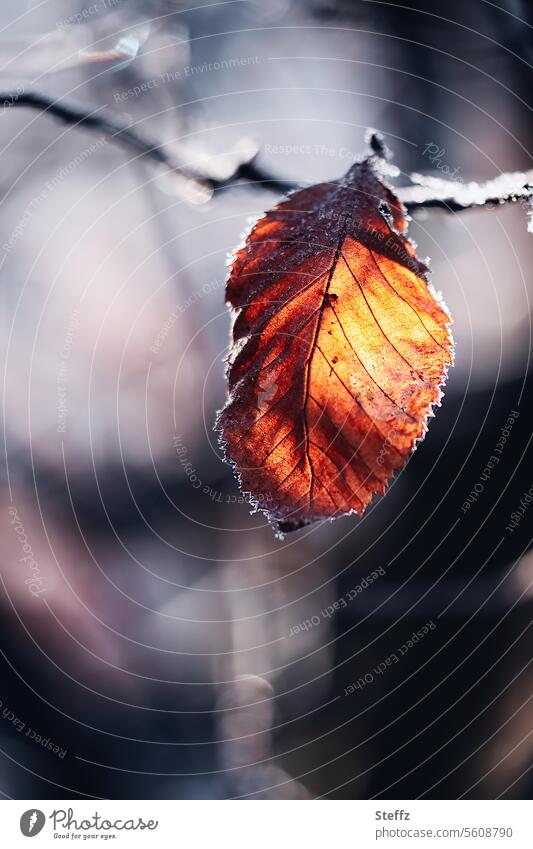 das letzte Blatt Raureif Frost Kälte frostig kalt Eis Herbstfärbung Herbstblatt letztes Blatt frieren Licht eisig gefroren winterlich Vergänglichkeit Herbstlaub