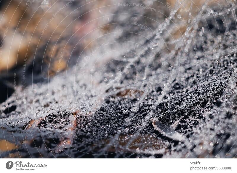 Spinnennetz am Waldboden bedeckt mit Raureif Raureif bedeckt Frost Kälte frieren frostig winterlich Netzwerk eingefroren eisig kalt eiskalt weiß grau