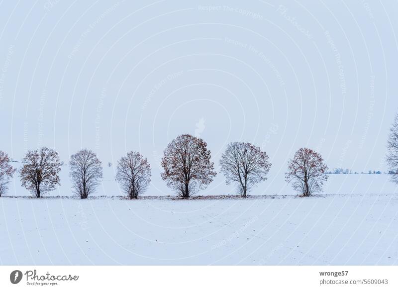 Eine Reihe kahler Bäume in einer verschneiten Winterlandschaft Schneelandschaft Winterstimmung Wintertag kalt weiß Landschaft Kälte Schneedecke kahle Bäume