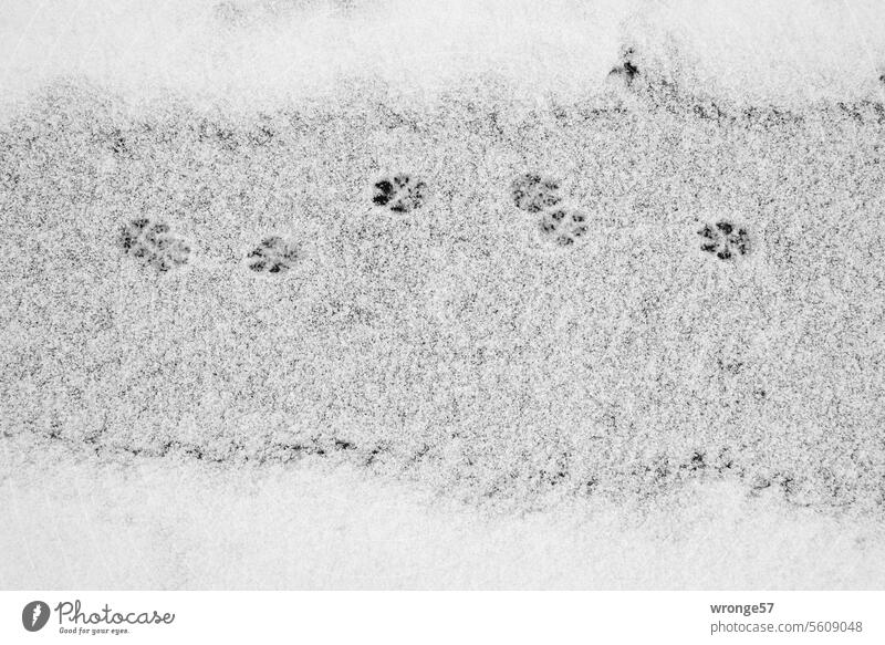 Tierspuren im Schnee Spuren Winter Katzenspuren Wintertag winterlich Außenaufnahme kalt Winterstimmung Schneedecke schneebedeckt Menschenleer