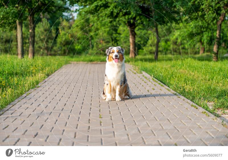 reinrassiger australischer schäferhund für einen spaziergang im park Tier Australier Australischer Schäferhund Hintergrund züchten Eckzahn heiter Farbe niedlich