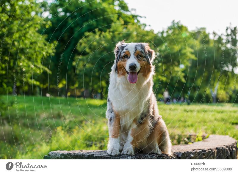 reinrassiger australischer schäferhund für einen spaziergang im park Tier Australier Australischer Schäferhund Hintergrund züchten Eckzahn heiter Farbe niedlich