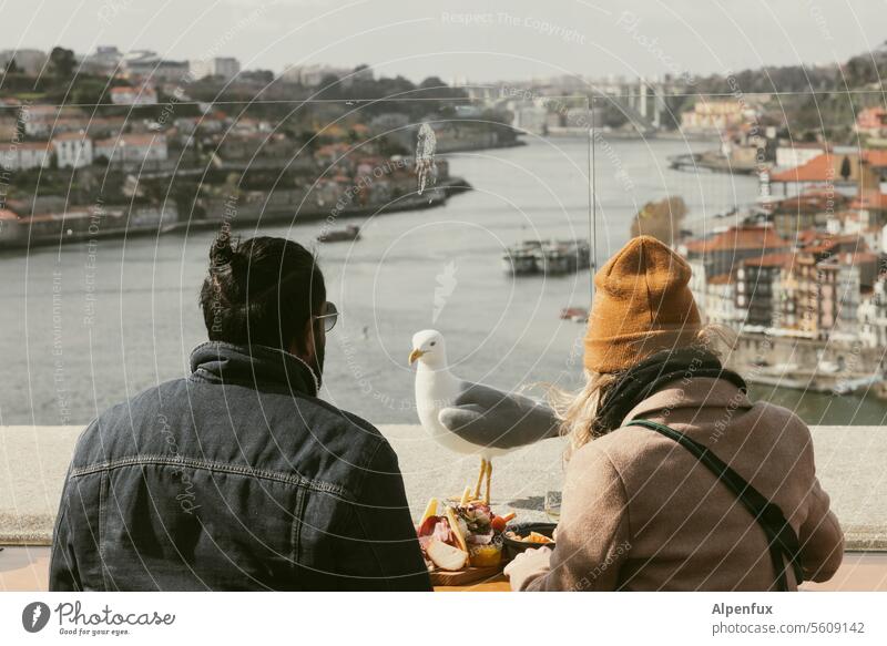 Mitesser Ausblick Möwe Essen Porto Ausblicke auf den Fluss Portugal Europa Douro Tourismus Architektur Großstadt Stadt historisch Möwenvögel Essensreste