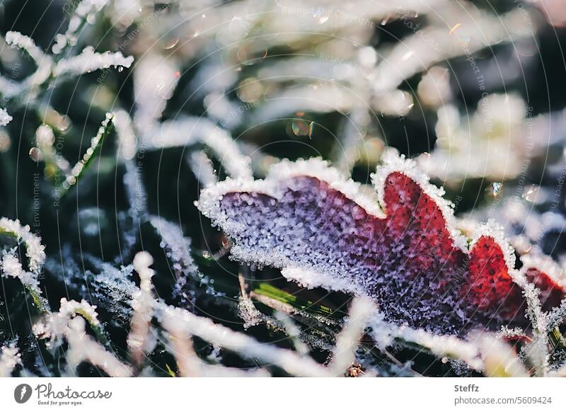 Bodenfrost Raureif Frost Kälte frostbedeckt frostig gefroren vereist winterlich Waldboden winterliche Kälte gefrorenes Blatt Winterstimmung gefrorener Boden