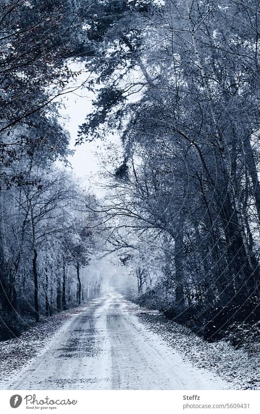 Winterweg im Nebel Weg Waldweg Nebelschleier Nebelwald Nebelwand neblig nebliger Weg nebliger Wald Dezember Winternebel kahle Bäume Wintertag Weg im Wald