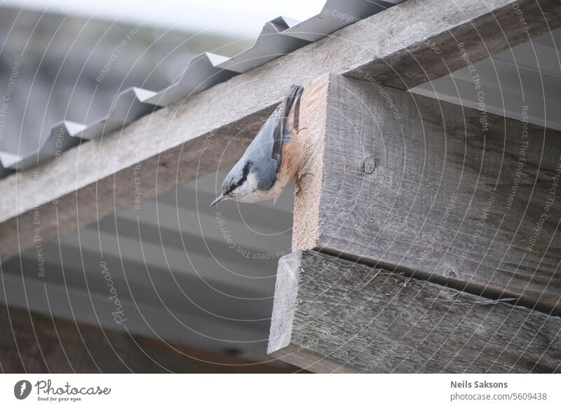 Der Kleiber (Sitta europaea) Tier Rinde Vogel schwarz braun grau orange Passerine Kiefer weiß wild Tierwelt Dach heimwärts Haus