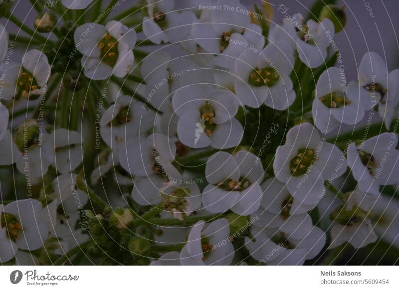 schöne kleine weiße Blüten alison alyssum Aroma Hintergrund Schönheit Blütezeit Überstrahlung Blühend botanisch Botanik Nahaufnahme Kulturvarietät filigran