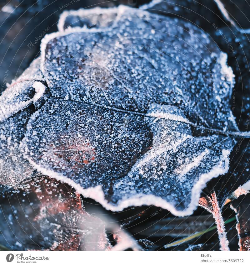gefallene Blätter bedeckt mit Raureif Kälte Frost Blatt Bodenfrost Raureif bedeckt kalt frostig eisig frieren gefrorenes Blatt eisige Kälte eisig kalt