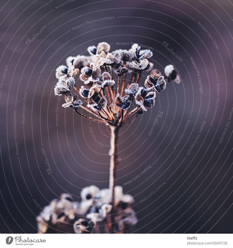 Raureif bedeckte vertrocknete Gartenpflanze Frost Raureifkristalle Raureifbelag frostbedeckt Kälte Pflanzensamen frostig kalt frieren welk vertrocknete Blüte