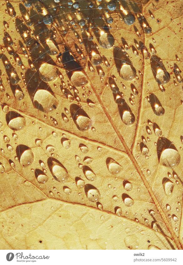 Waschstraße nasses Blatt Laub Laubblatt Herbst Nahaufnahme glänzend Detailaufnahme Wasser Wassertropfen Regentropfen leuchten glitzern Sonnenlicht Blattadern