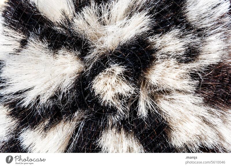 Borstig Fell Nahaufnahme Tier schwarzweiß Borsten Tierfell Strukturen & Formen Streicheln Muster