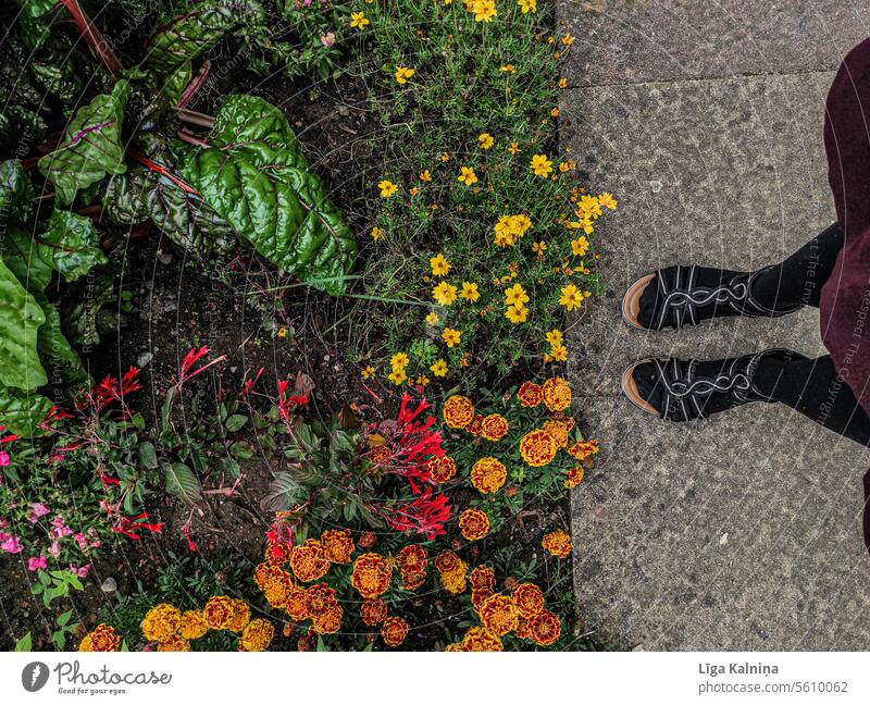 Blick von oben auf eine neben Blumen im Park stehende Frau Natur Unschärfe Blüte Tageslicht Pflanze Blühend Frühling Sommer natürliches Licht blüht Beine Fuß