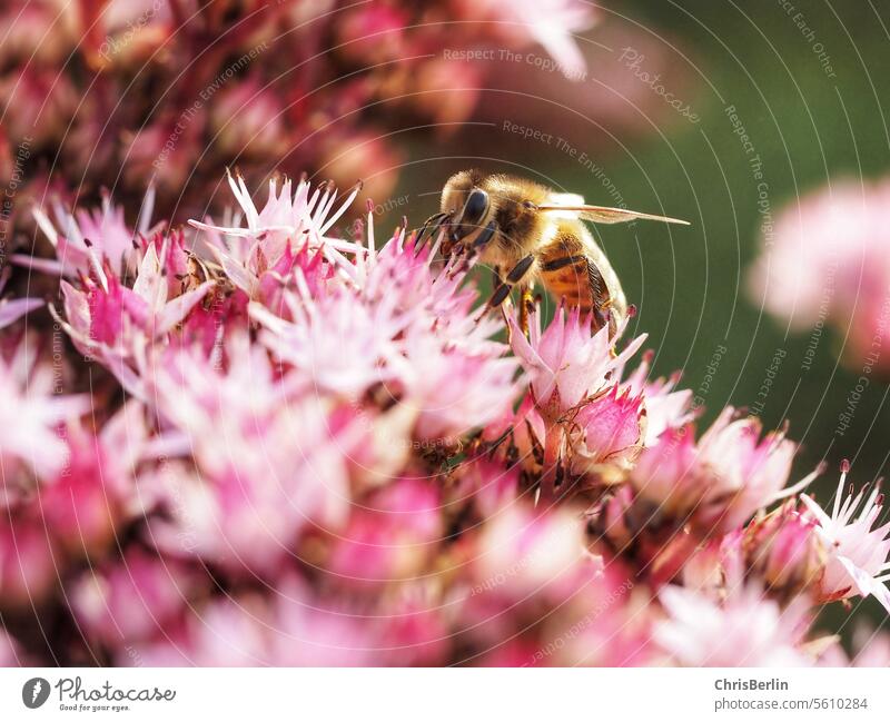 Nahaufnahme Biene auf rosa Blüten Makroaufnahme Nahaufnahmen Blume Pflanze Natur Detailaufnahme Farbfoto Blühend Garten Außenaufnahme Frühling Sommer natürlich