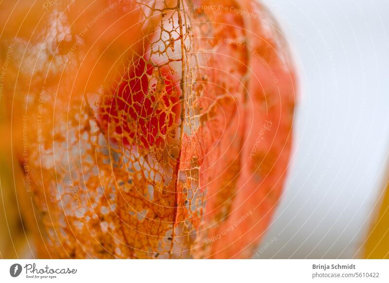 Filigrane Makroaufnahme einer halb verblühten, orangen Lampionblume mit einem Netzwerk aus Blattadern frost foliage ornate alkekengi season white celebration