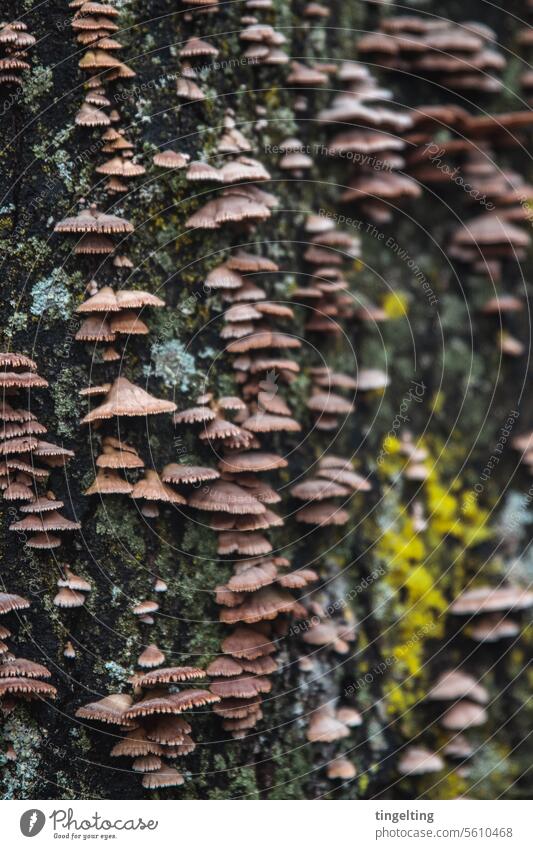 Viele kleine Pilze auf Baumrinde mit Moos bei kaltem Herbstwetter pilz viele muster moos baumrinde wald fungus winter herbst grün braun struktur Naturwunder