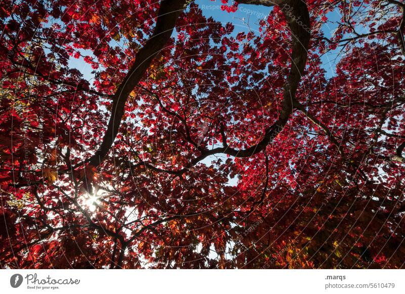 Rotlaub Blätterdach rot Blatt Baum Herbst Natur Herbstlaub Herbstfärbung herbstlich Gegenlicht Schatten Pflanze ästhetisch Kontrast Sonnenlicht Wachstum Umwelt