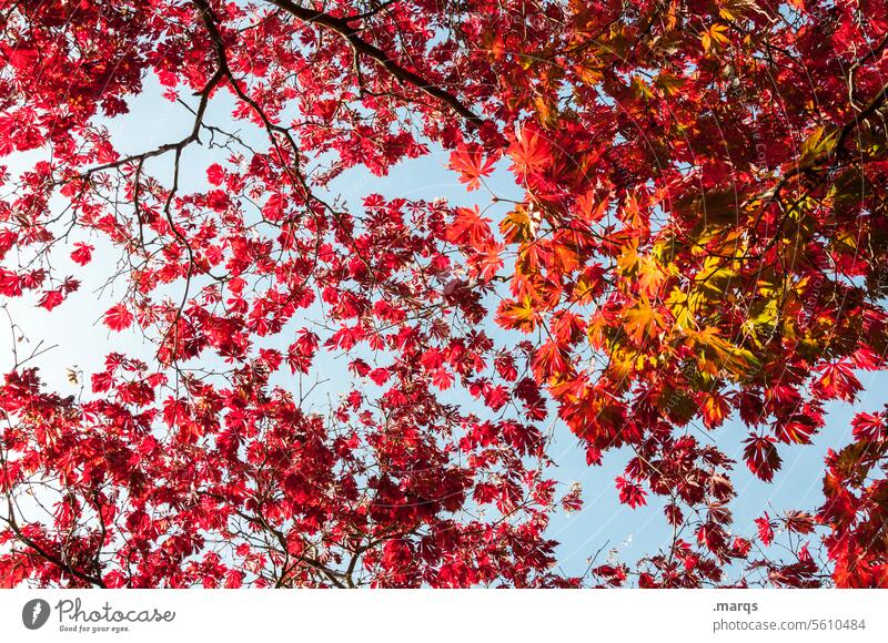 Blätterdach Zweige u. Äste Färbung Vergänglichkeit Stimmung Farbe Wärme Jahreszeiten Umwelt Wachstum Sonnenlicht Kontrast ästhetisch Pflanze herbstlich
