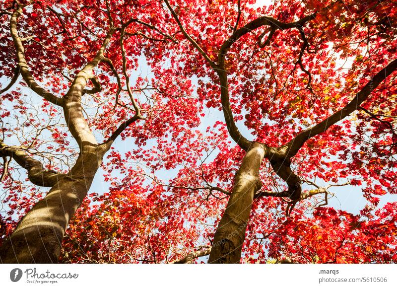 Zweige und Äste Zweige u. Äste Färbung Vergänglichkeit Stimmung Umwelt Jahreszeiten Blätter Wärme Farbe Wachstum Sonnenlicht Kontrast ästhetisch Pflanze