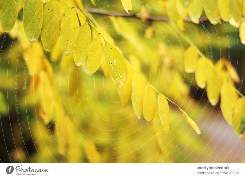 Nahaufnahme der Akazie leuchtend gelbe Blätter mit regen Tropfen bewegen sich auf Wind. Wassertropfen des Morgentaus auf Zweigen und Blättern der Robinie. Robinie pseudoacacia. Natur Herbst Hintergrund