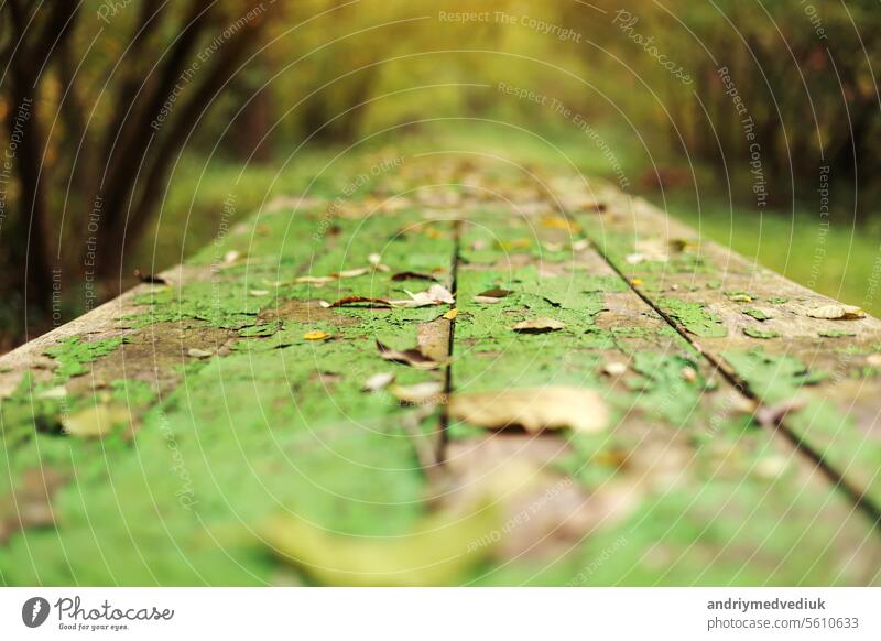Herbst hellen Hintergrund mit Bogen von Bäumen und alten Holztisch von Brettern mit rissigen grünen Farbe und gelben gefallenen Blättern auf sie. Shabby Grunge Holzplatten. Herbst-Saison-Konzept im Park.