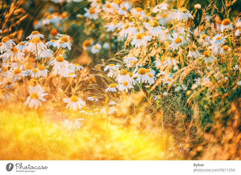 Erstaunlicher Sonnenaufgang über blühenden Wildblumen Matricaria Chamomilla oder Matricaria Recutita oder Kamille. Allgemein bekannt als italienische Kamille, deutsche oder ungarische Kamille. Scenic View Bright Sunbeams