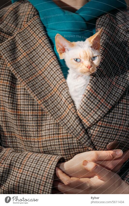 Gehorsame Devon Rex Katze mit leuchtend weiß-orangem Fell, das unter dem Mantel des Besitzers hervorschaut. Neugierig Verspielt Lustig Niedlich Erstaunlich Devon Rex Katze. Katzen Porträt. Erstaunliche glückliche Haustiere. Bold Blue Cat Eyes