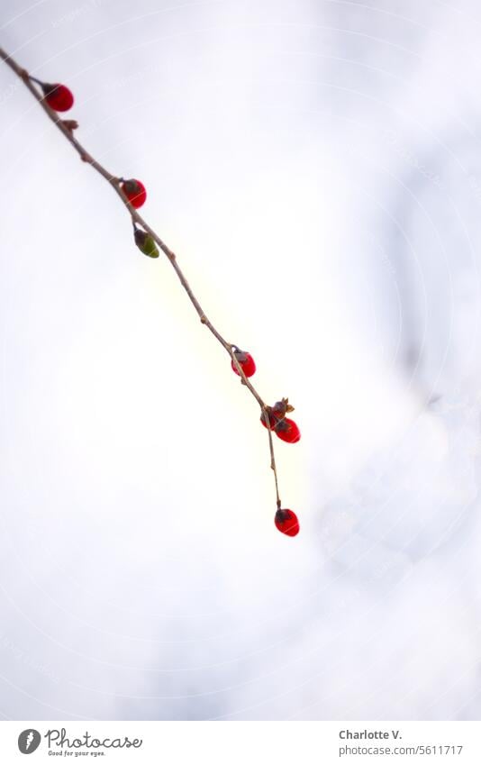 Zweig mit roten Beeren vor Schnee rote Beeren Frucht Pflanze Natur Winter natürlich Außenaufnahme Farbfoto Schwache Tiefenschärfe minimalistisch einfach