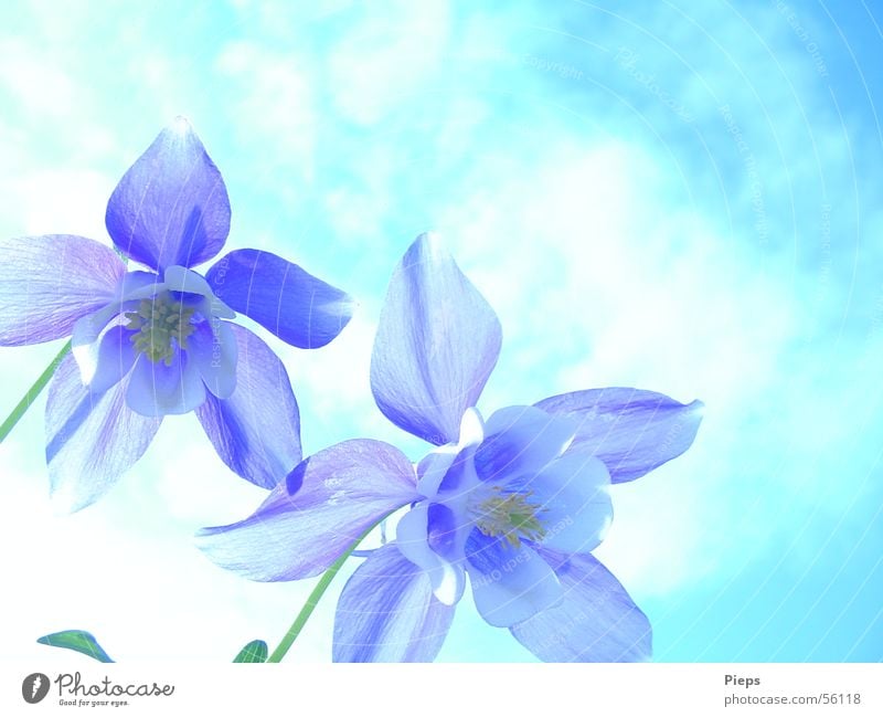Blaue Akelei-Blüten Farbfoto Außenaufnahme Nahaufnahme Textfreiraum oben Tag Garten Natur Himmel Frühling Blume Blühend blau weiß Frühlingsgefühle