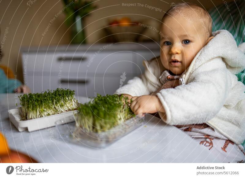 Kleinkind mit Pflanzkästen auf dem Tisch zu Hause Baby Junge Ernte Porträt anonym niedlich Pflanze Kasten heimwärts Großvater Mann älter Sitzen Kaukasier