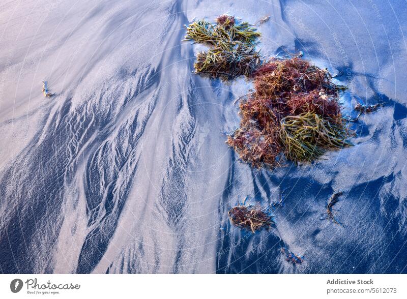 Seegras auf strukturiertem Sandstrand in der Dämmerung Strand Textur Muster natürlich Rippeln gruppieren braun sandig hervorgehoben ruhen natürliches Muster