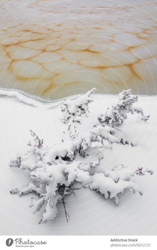 Von oben mit Schnee bedeckter Busch in der Nähe von gefrorenem Wasser im Winter in Neila Spanien Europa Buchse Deckung Fluss Natur kalt Landschaft Wetter Lagune