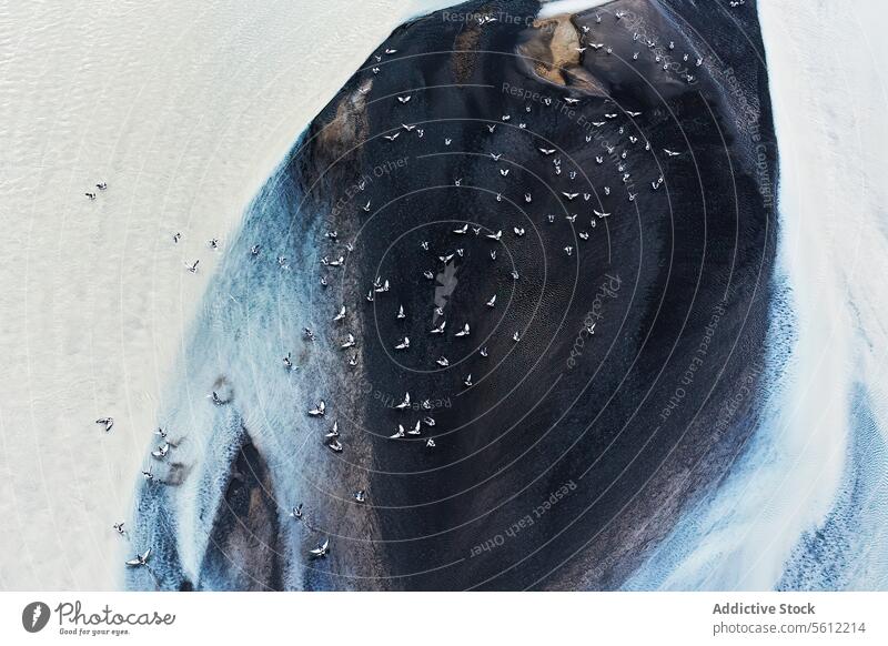Luftaufnahme eines isländischen Flussgebiets im Winter Antenne Island Flusseinzugsgebiet Schnee Landschaft Kontrast gefroren Vögel Textur Natur natürlich