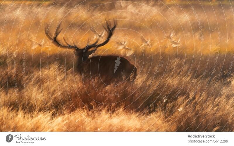 Majestätischer Rothirsch in herbstlicher britischer Landschaft Bleßwild Hirsch Herbst Brunft Großbritannien Tierwelt Natur Säugetier Gras golden Feld Horn