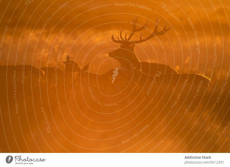 Rothirsch während der nebligen britischen Herbstbrunst rot Hirsche brünstig Saison Großbritannien Silhouette Hirschkuh Nebel Sonnenaufgang golden Licht Tierwelt