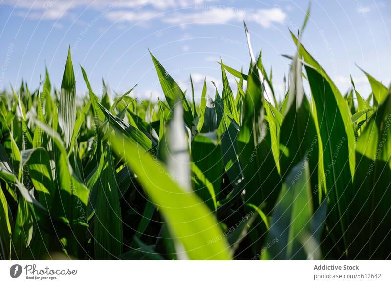 Lebendiges grünes Maisfeld mit sonnenbeschienenem Himmel Feld Ackerbau Ernte Bauernhof Pflanze Wachstum Blatt Natur blau Sonnenlicht Sommer ländlich