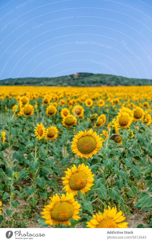Weites Sonnenblumenfeld unter strahlend blauem Himmel Feld Ackerbau ländlich Horizont Blütezeit Blume Natur Sommer gelb Pflanze Bauernhof Landschaft im Freien
