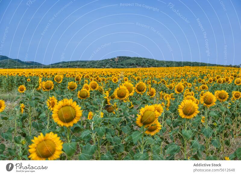 Ausgedehntes Sonnenblumenfeld unter klarem blauen Himmel Feld Sommer pulsierend Natur geblümt Landschaft Ackerbau Landwirtschaft gelb Blütezeit Blume Pflanze