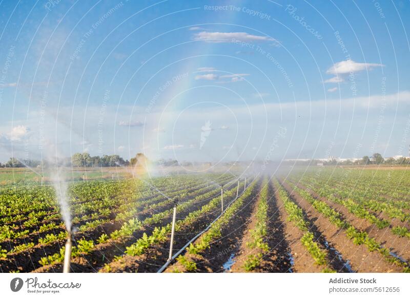 Bewässerungssystem zur Bewässerung eines landwirtschaftlichen Feldes bei Sonnenuntergang Ackerbau Ernte Regenbogen Nebel Klarer Himmel Bauernhof Landschaft