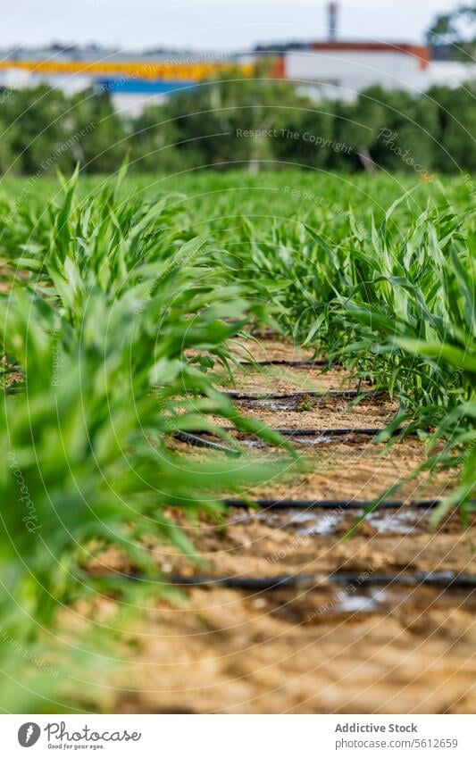 Junges Maisfeld mit industriellem Hintergrund Feld Fabrik Ackerbau jung Ernte Pflanze Land Wachstum Landwirtschaft Bodenbearbeitung Natur grün Unschärfe