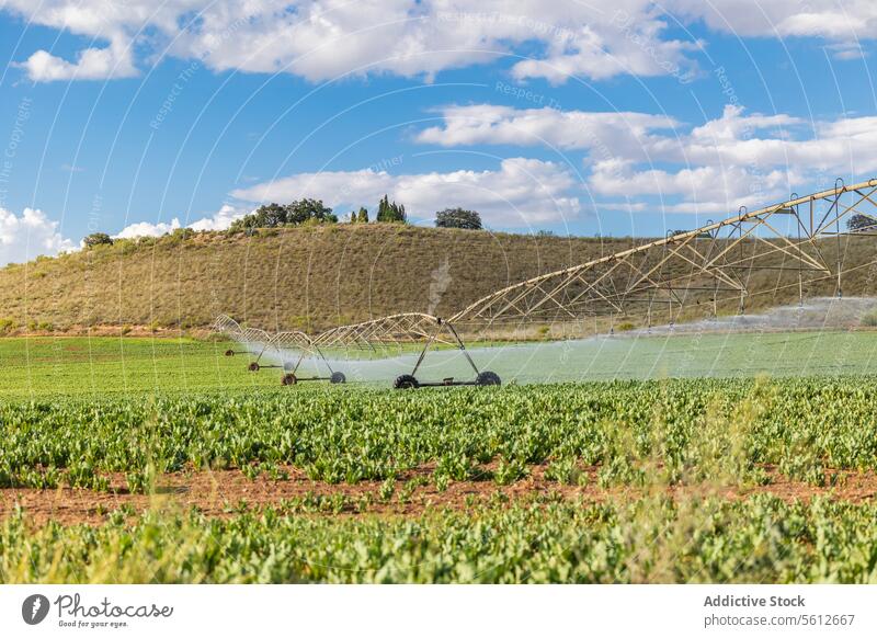 Bewässerungssystem bewässert landwirtschaftliches Feld unter blauem Himmel Ackerbau System Angelpunkt Bauernhof Ernte Blauer Himmel modern Technik & Technologie