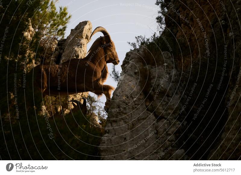 Berberschafe in der Dämmerung auf felsigem Terrain Ammotragus lervia Silhouette Hörner robust Gelände Tierwelt Natur wild Säugetier Stehen gehockt Klippe