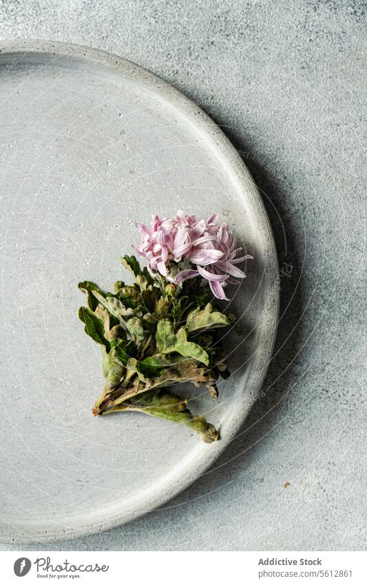 Minimalistisches Kräuterarrangement auf einem Keramikteller minimalistisch Kräuterbuch Ordnung Teller rosa Blume texturiert neutral Hintergrund Zweig filigran